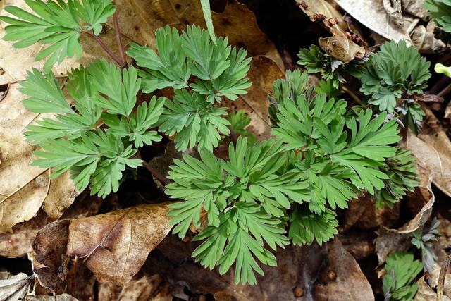 Dicentra cucullaria - leaves