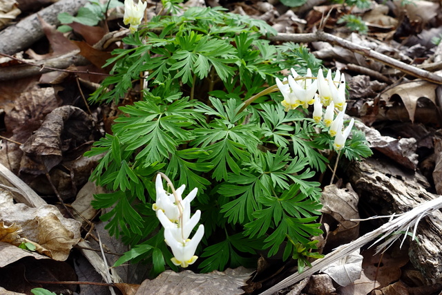 Dicentra cucullaria - plant