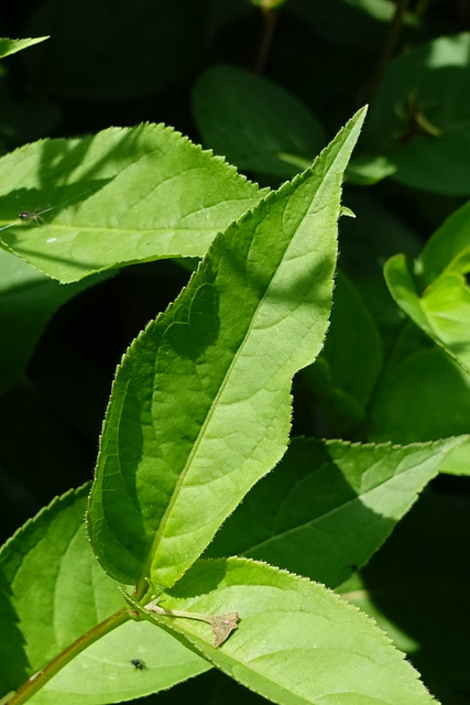 Diervilla lonicera - leaves