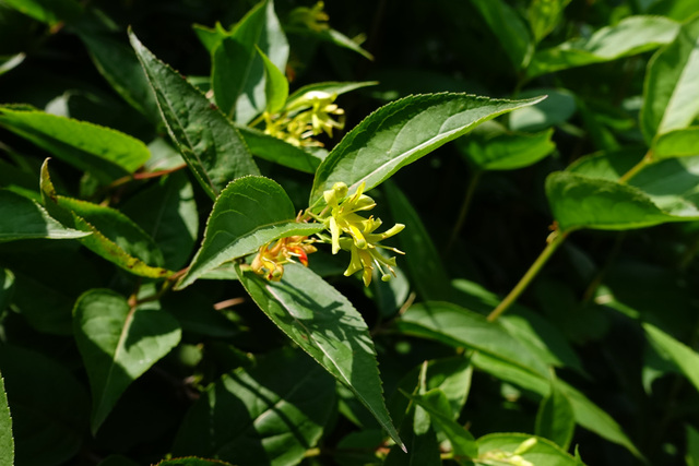 Diervilla lonicera - plant