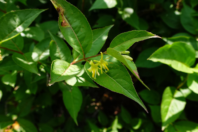 Diervilla lonicera - plant