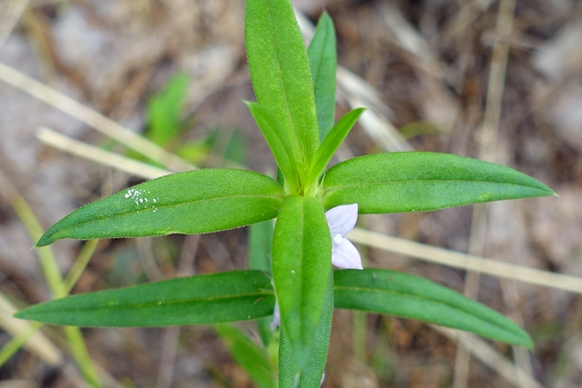 Diodia teres - leaves