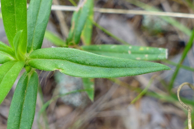 Diodia teres - leaves