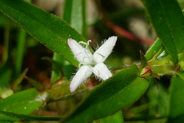 Diodia virginiana