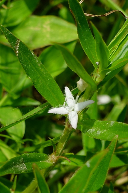 Diodia virginiana