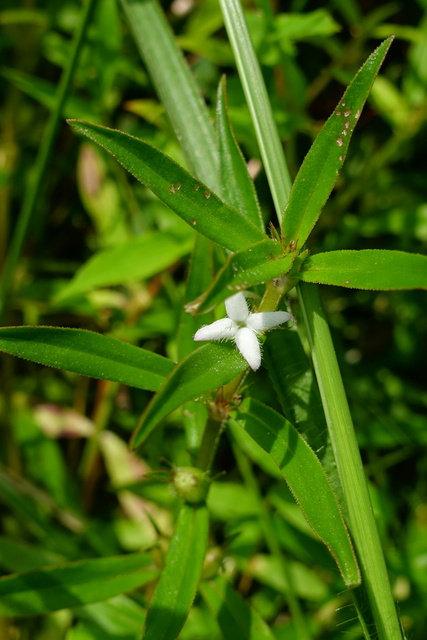 Diodia virginiana