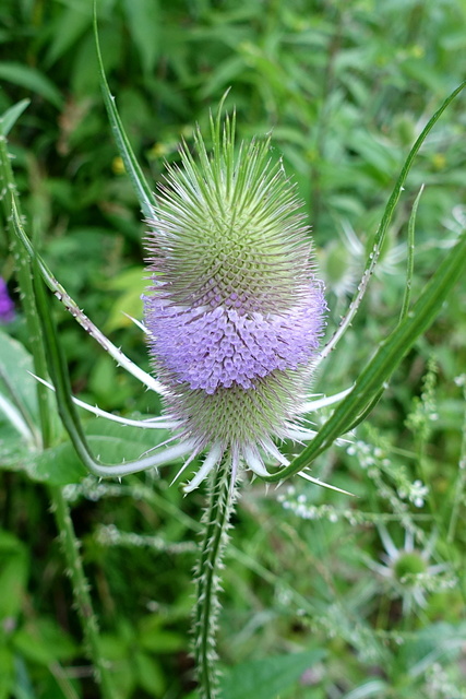 Dipsacus fullonum