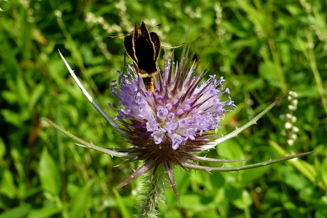 Dipsacus fullonum