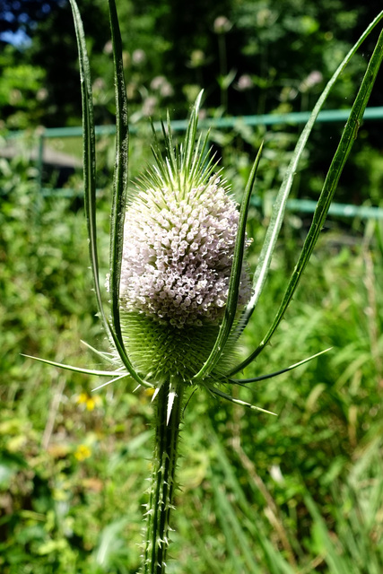 Dipsacus fullonum