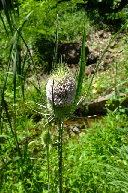 Dipsacus fullonum