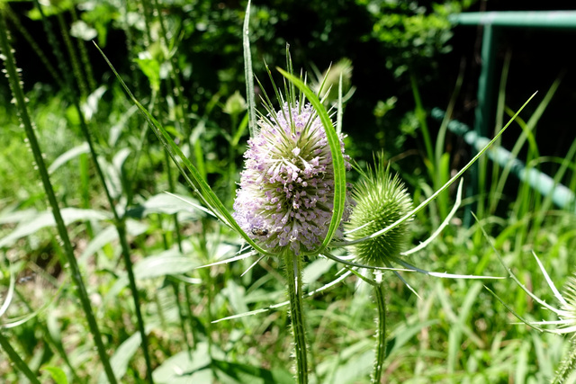 Dipsacus fullonum