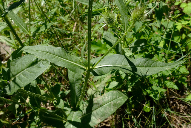 Dipsacus fullonum - leaves