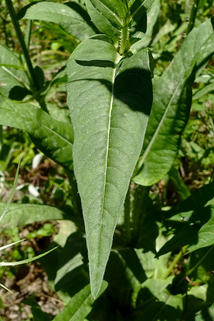 Dipsacus fullonum - leaves