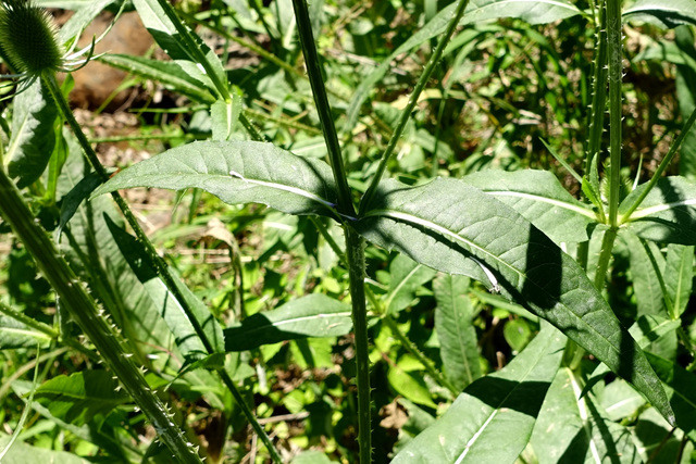 Dipsacus fullonum - leaves