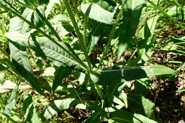 Dipsacus fullonum - leaves