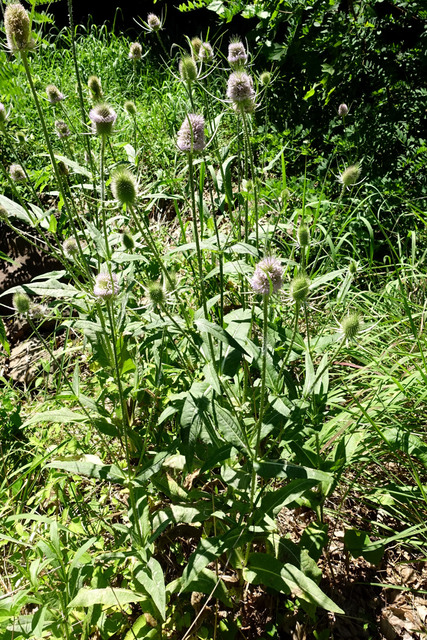 Dipsacus fullonum - plants