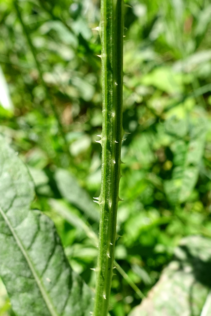 Dipsacus fullonum - stem