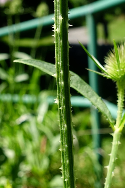 Dipsacus fullonum - stem