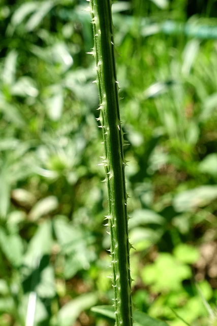 Dipsacus fullonum - stem