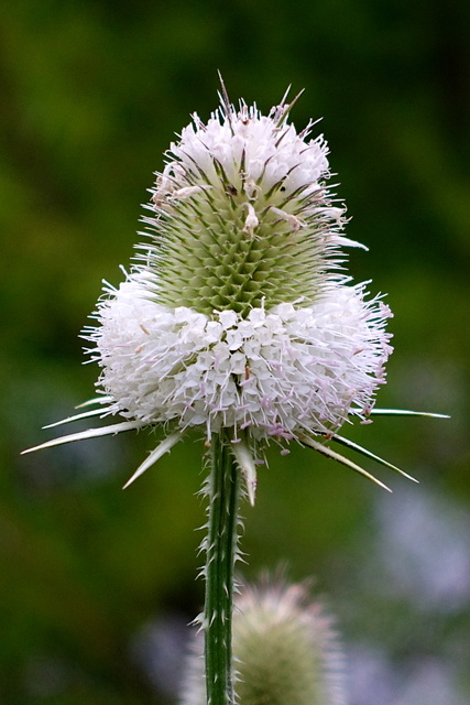 Dipsacus laciniatus