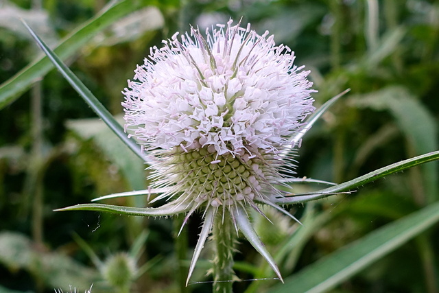 Dipsacus laciniatus