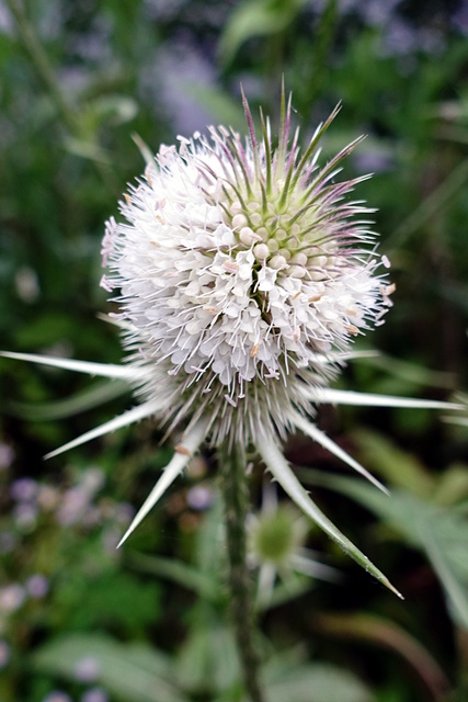 Dipsacus laciniatus