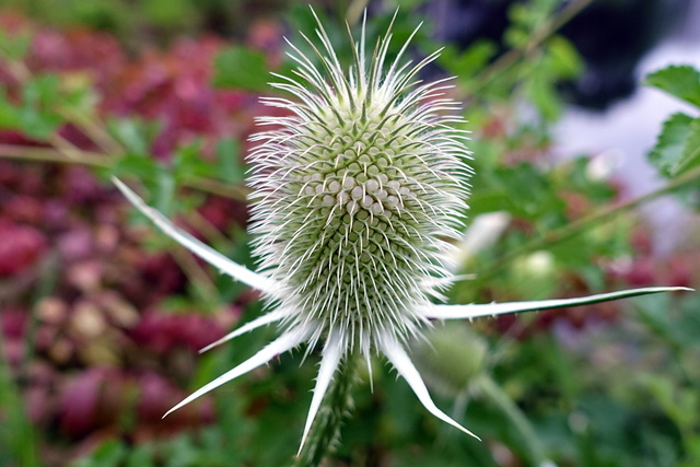 Dipsacus laciniatus