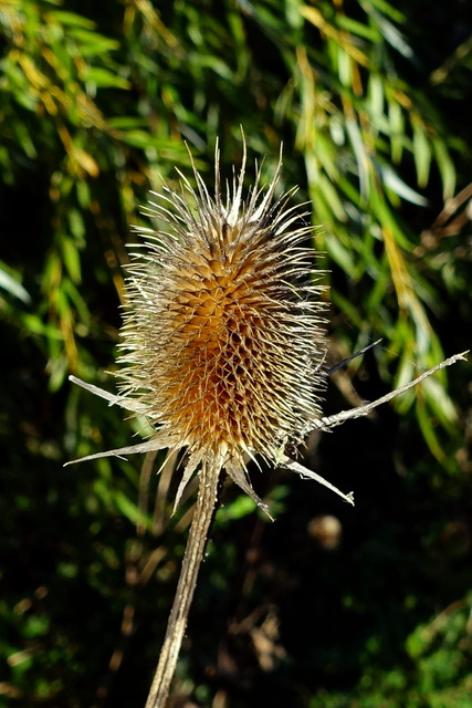 Dipsacus laciniatus - dried head