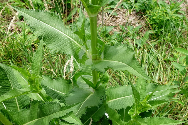 Dipsacus laciniatus - leaves