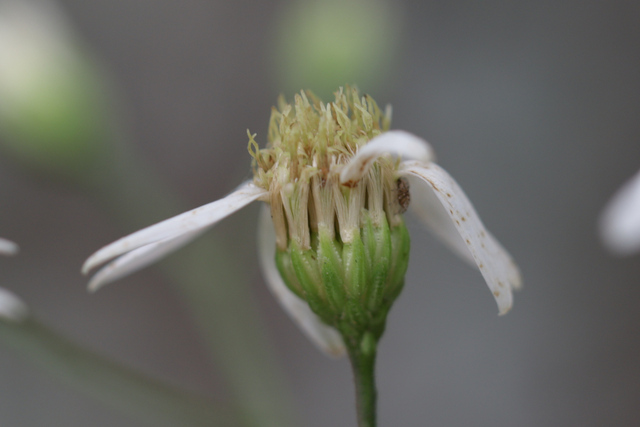 Doellingeria infirma