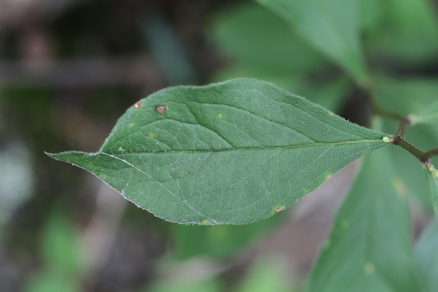 Doellingeria infirma - leaves