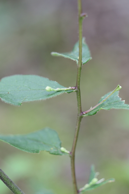 Doellingeria infirma - stem