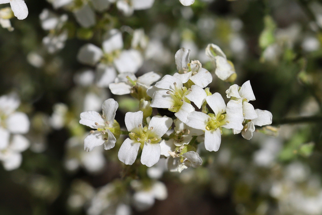 Draba ramosissima