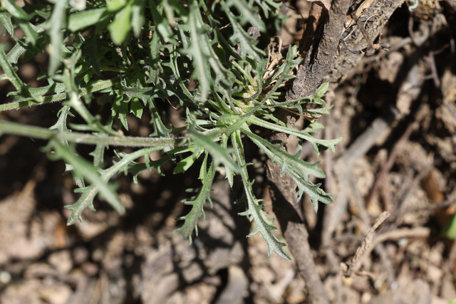 Draba ramosissima - leaves