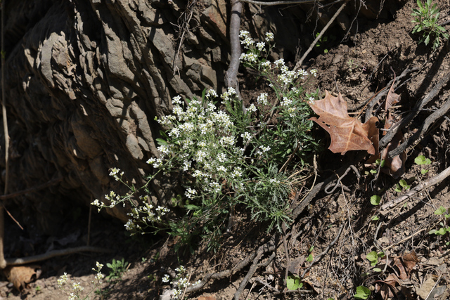 Draba ramosissima - plant