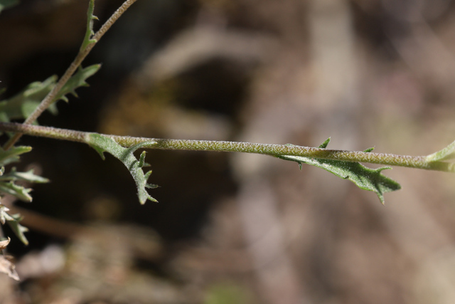 Draba ramosissima - stem