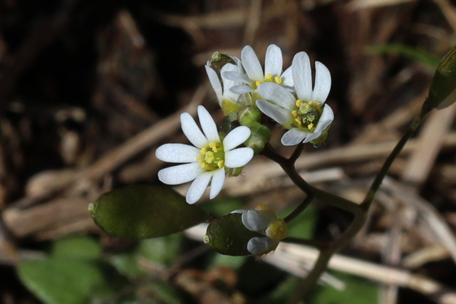 Draba verna