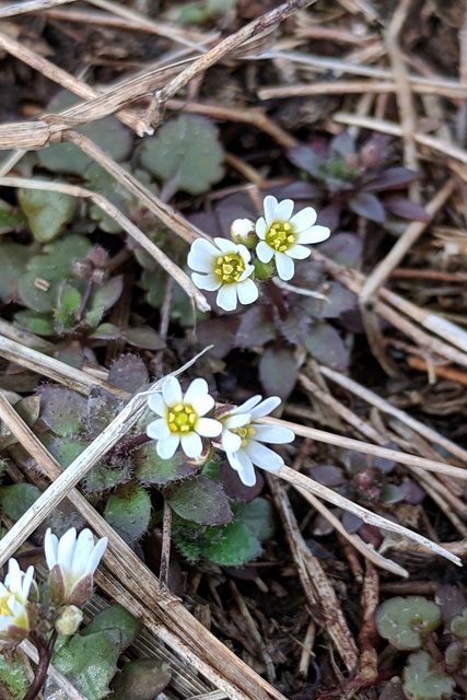 Draba verna