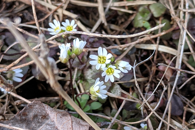 Draba verna