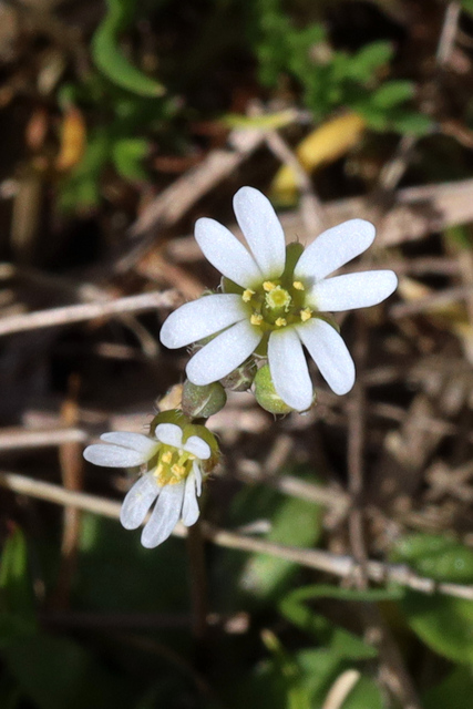 Draba verna