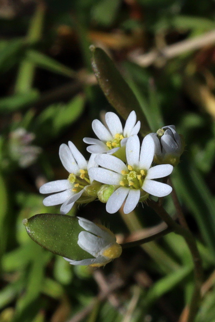 Draba verna