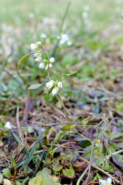 Draba verna