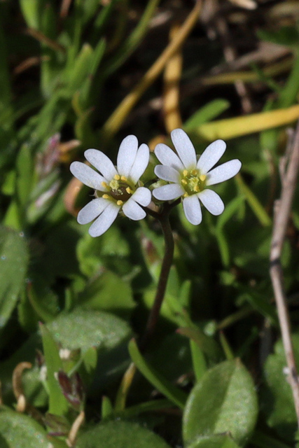 Draba verna