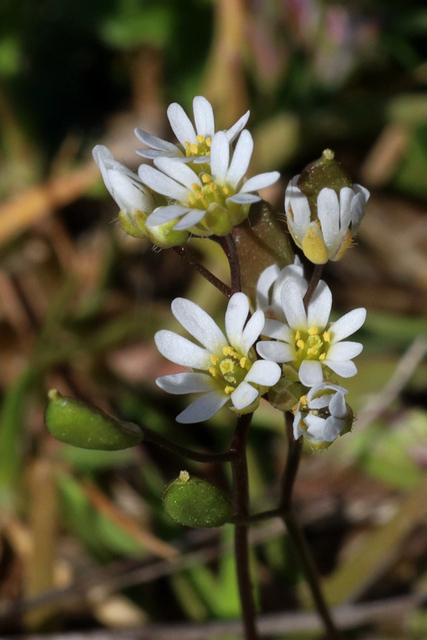 Draba verna