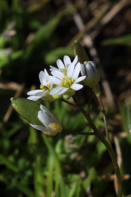 Draba verna