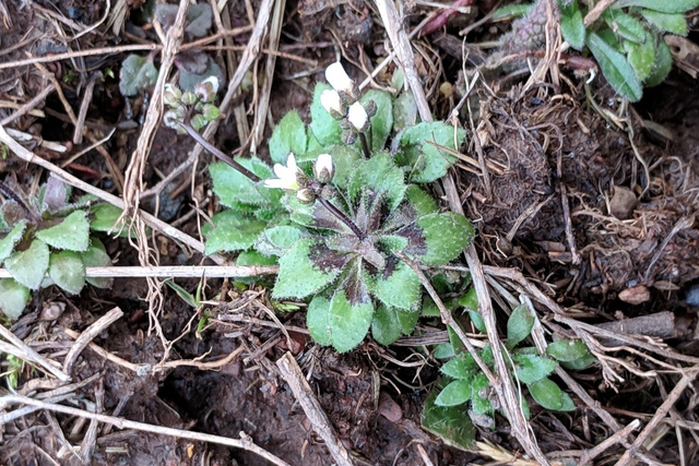 Draba verna - leaves