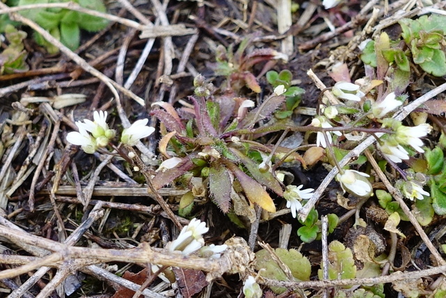 Draba verna - leaves