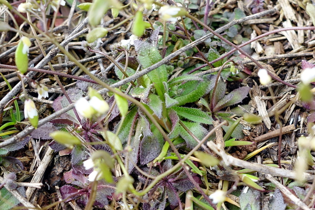 Draba verna - leaves