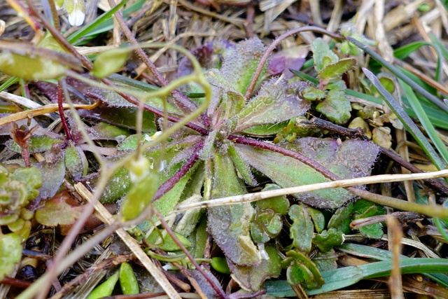 Draba verna - leaves