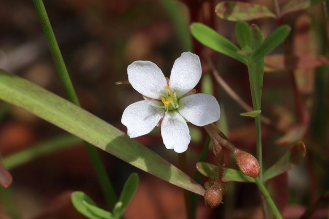 Drosera intermedia